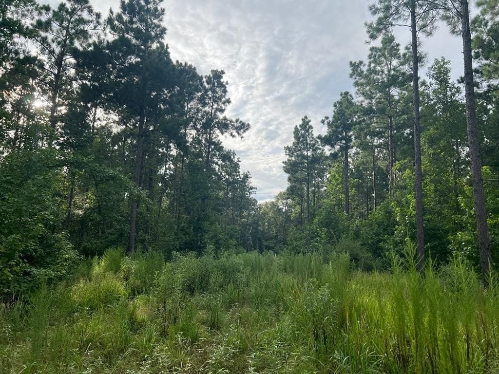 50 acres in ANDERSON County - photo 9
