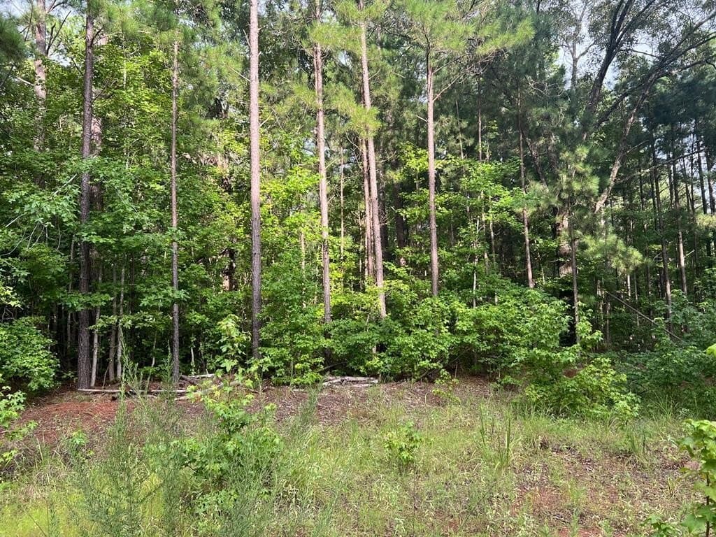 50 acres in ANDERSON County - photo 6