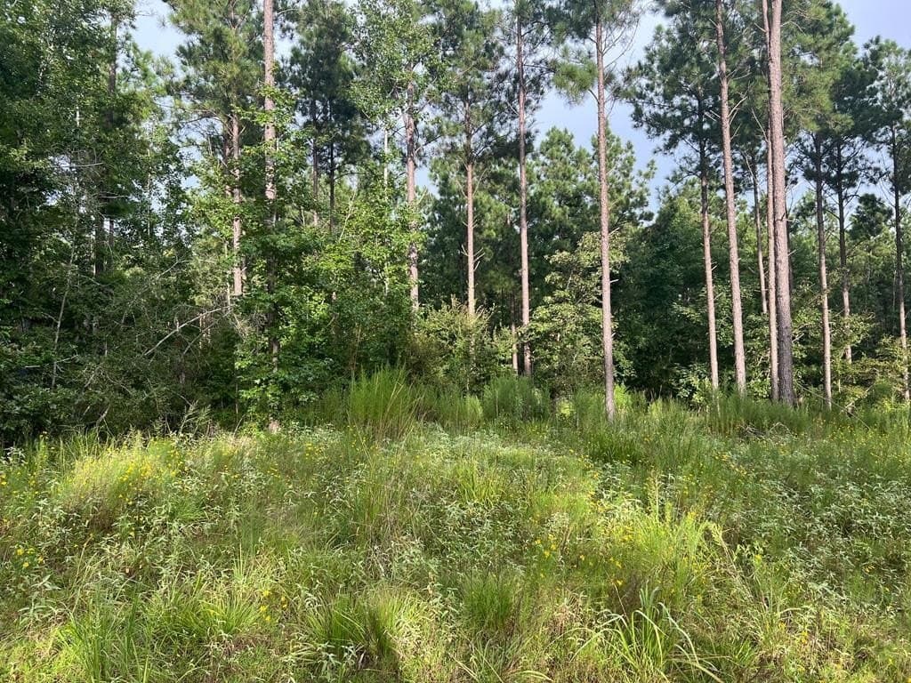 50 acres in ANDERSON County - photo 8