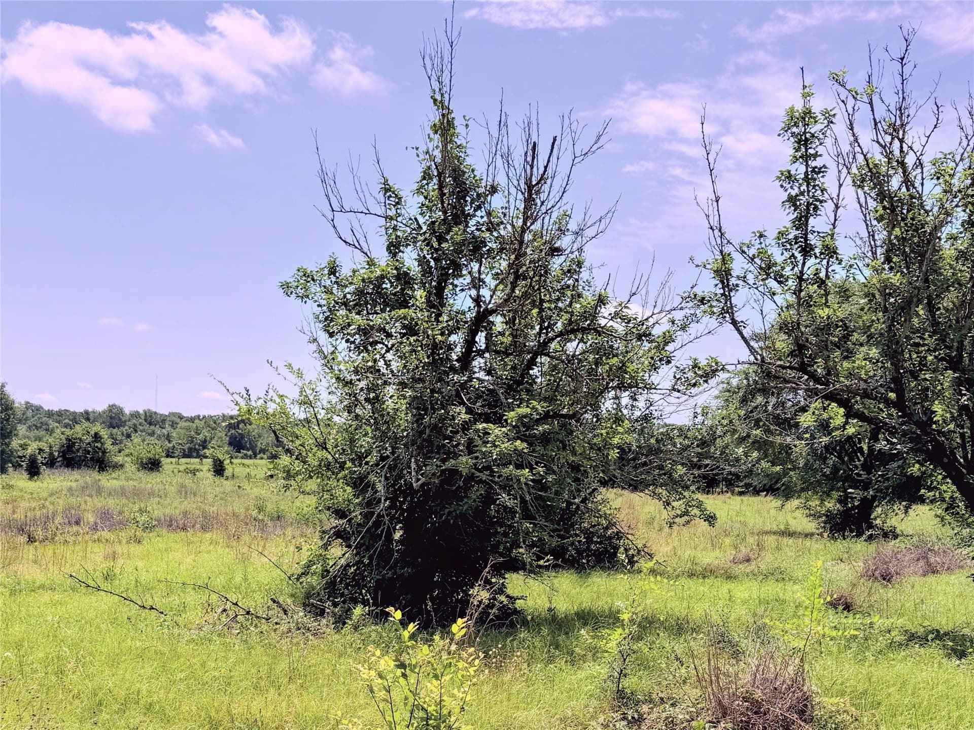 3 acres in Limestone County - photo 6