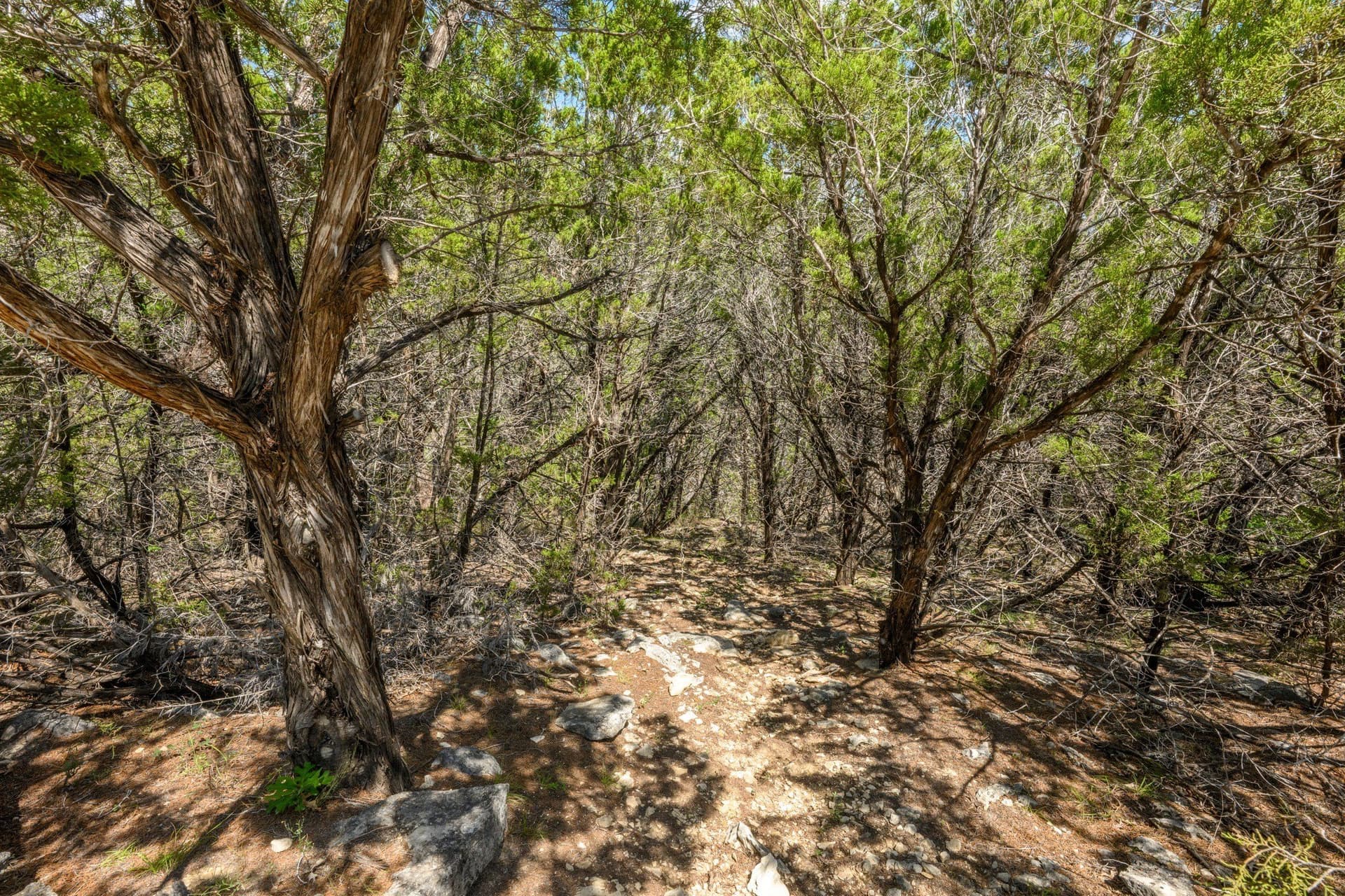20.3 acres in Hays County - photo 29