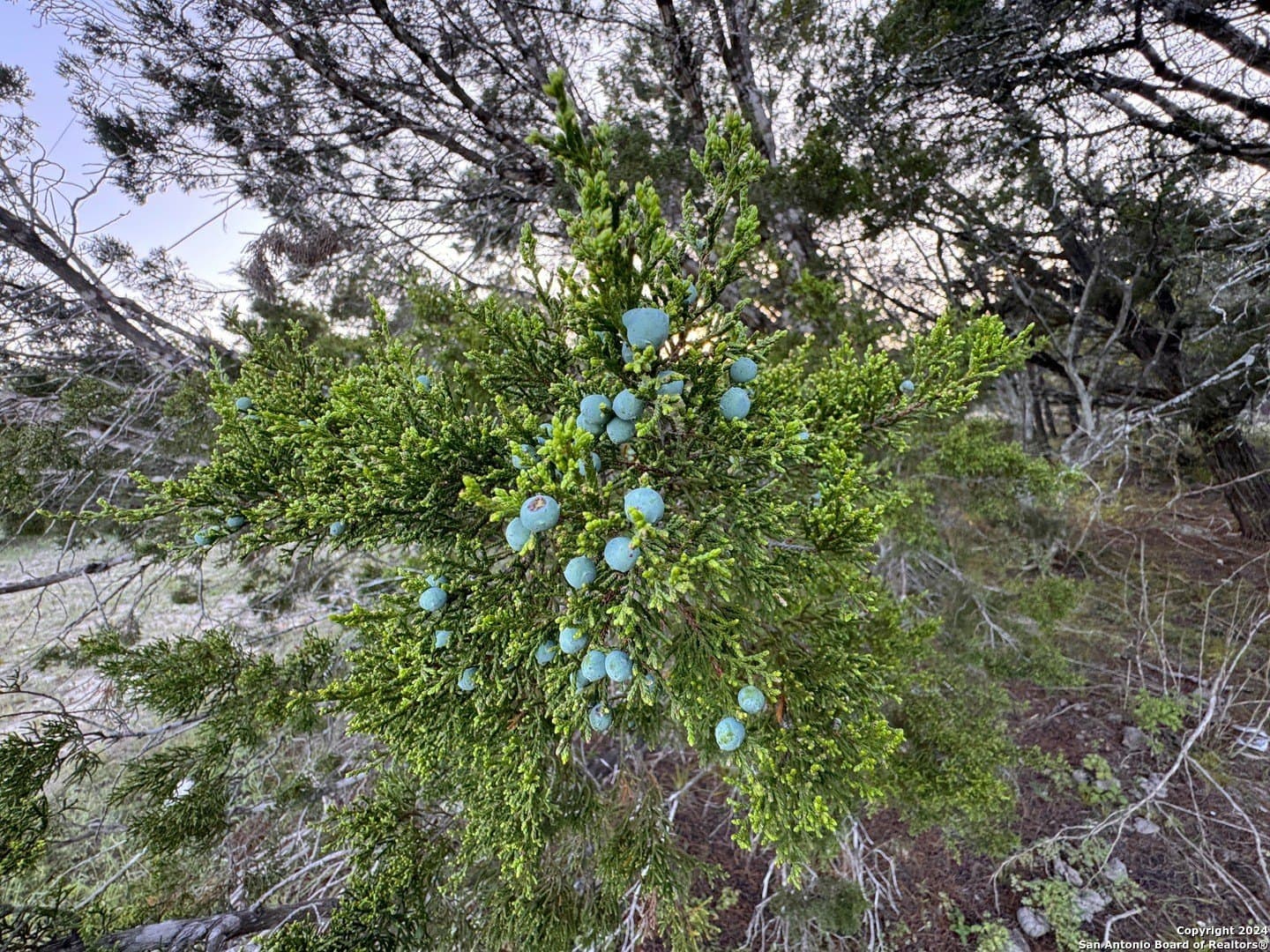 1.23 acres in Comal County gallery image 3