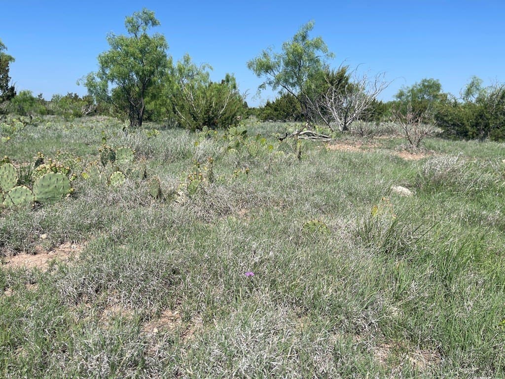 3,176 acres in Tom Green County - photo 10