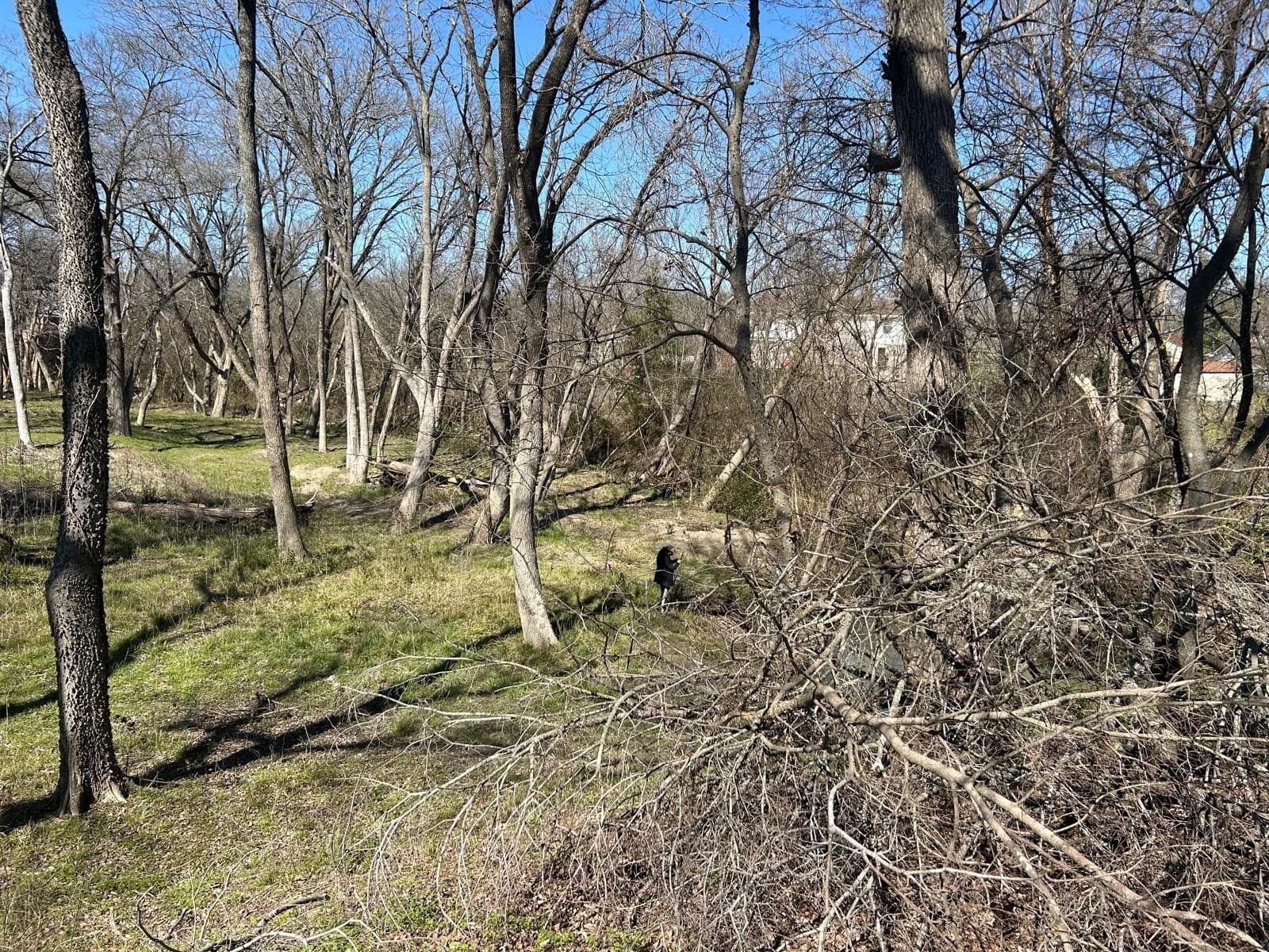 1.2 acres in Dallas County - photo 5