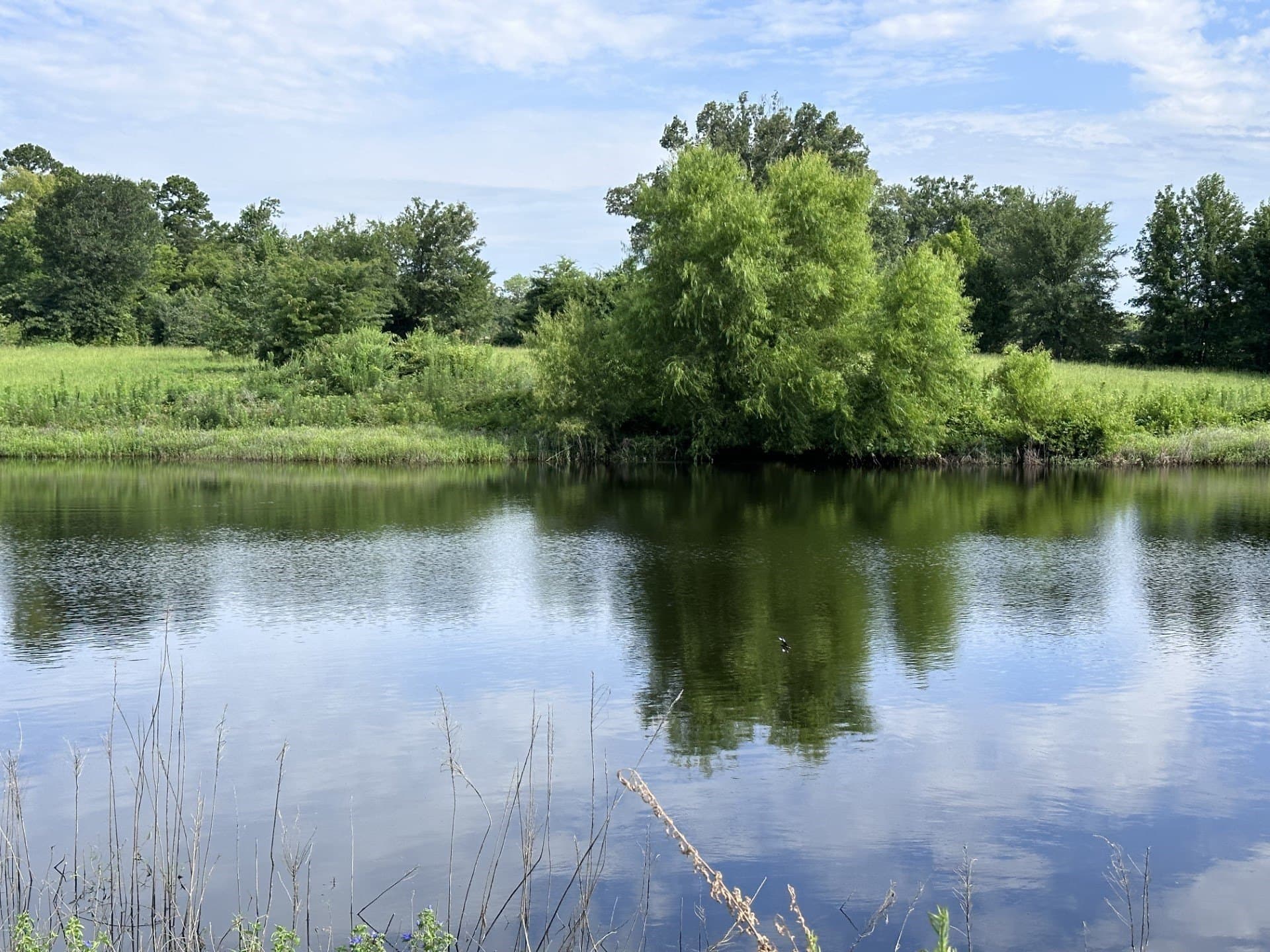 19.85 acres in Titus County - photo 18