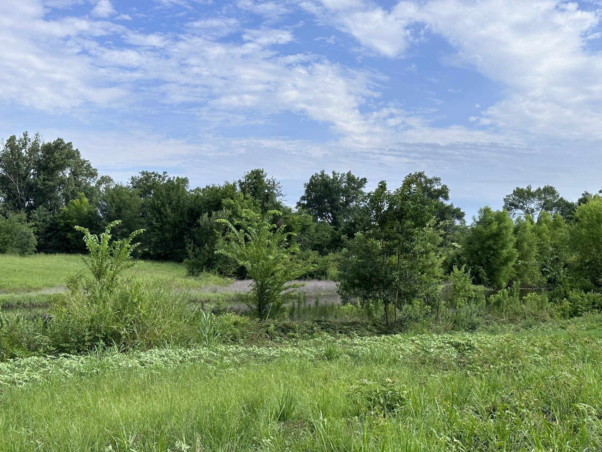 19.85 acres in Titus County - photo 25