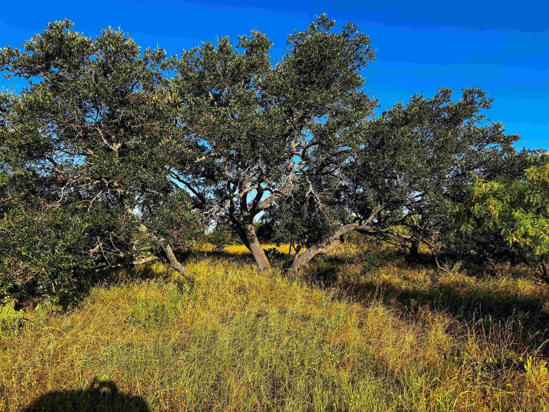 66.52 acres in Llano County - photo 7