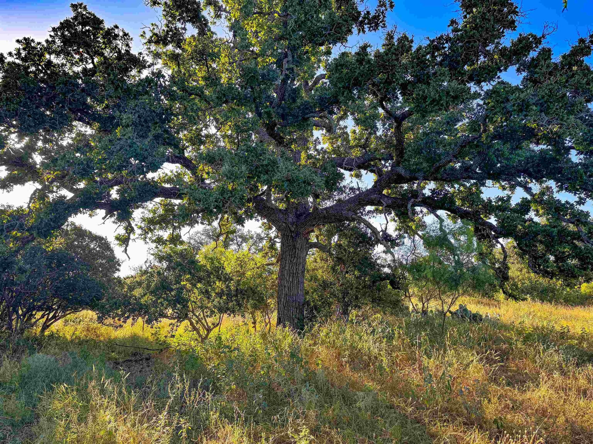 66.52 acres in Llano County - photo 11