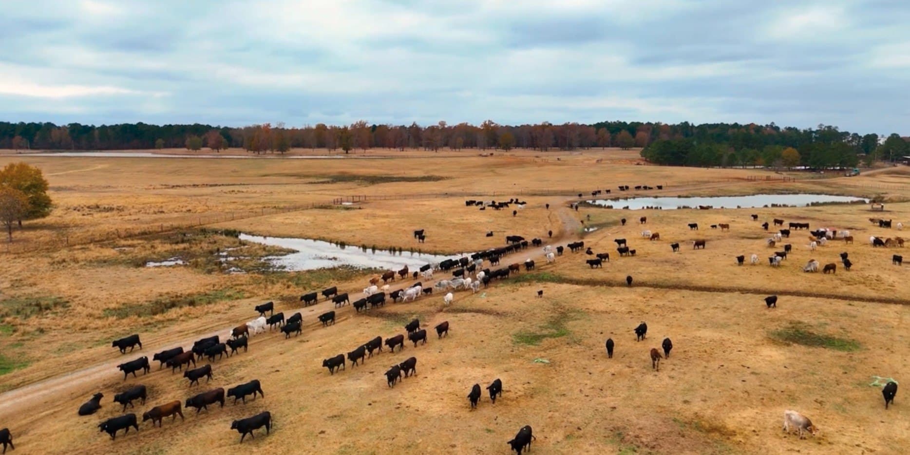 3,000 acres in Gregg County - photo 7