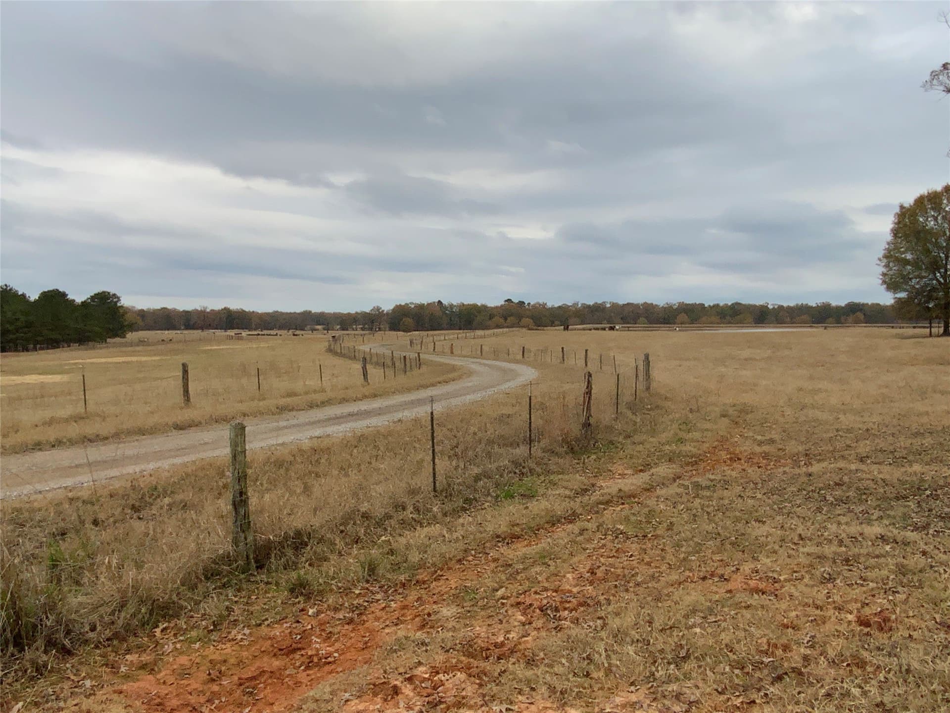 3,000 acres in Gregg County gallery image 3