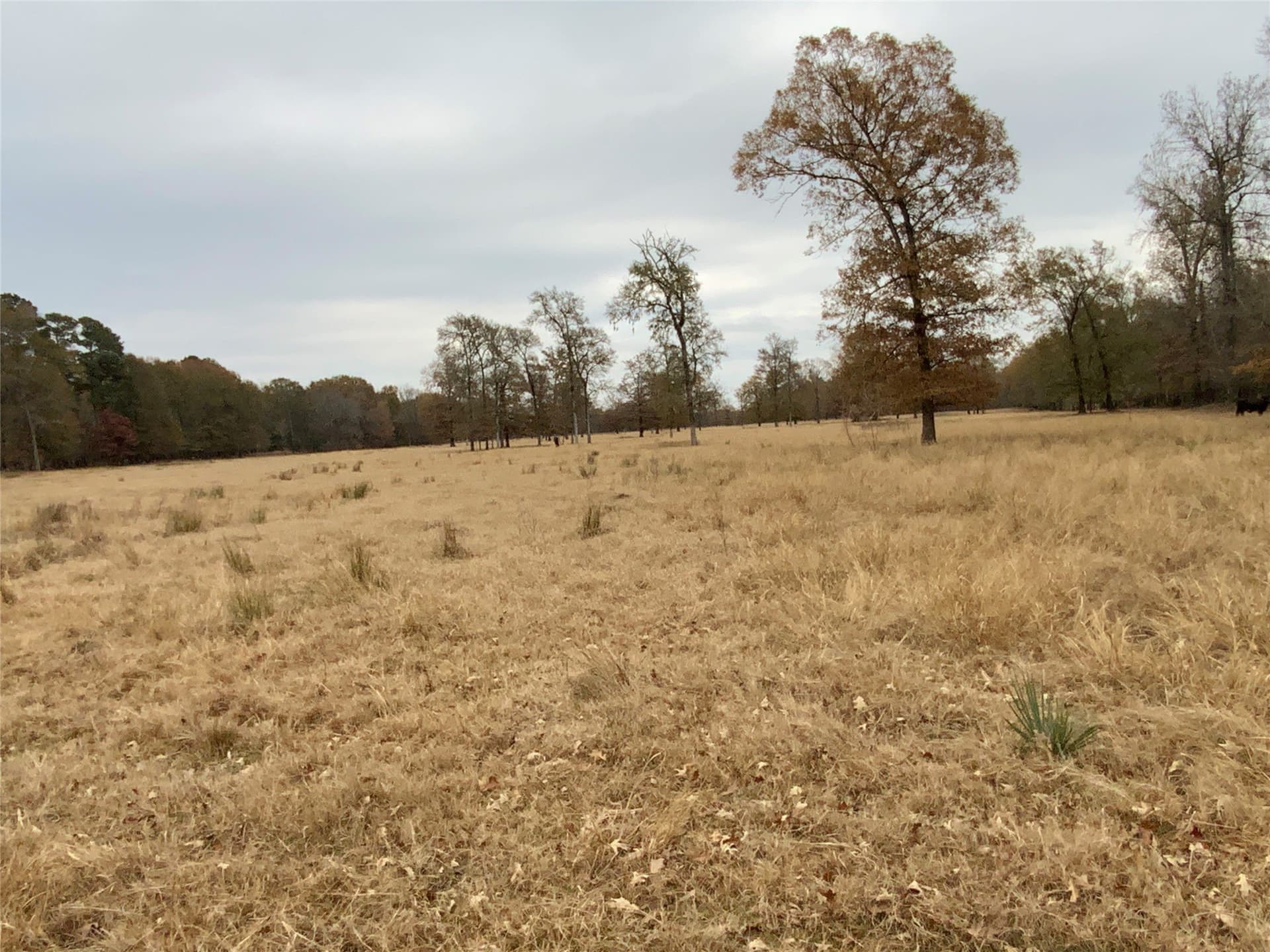 3,000 acres in Gregg County gallery image 4
