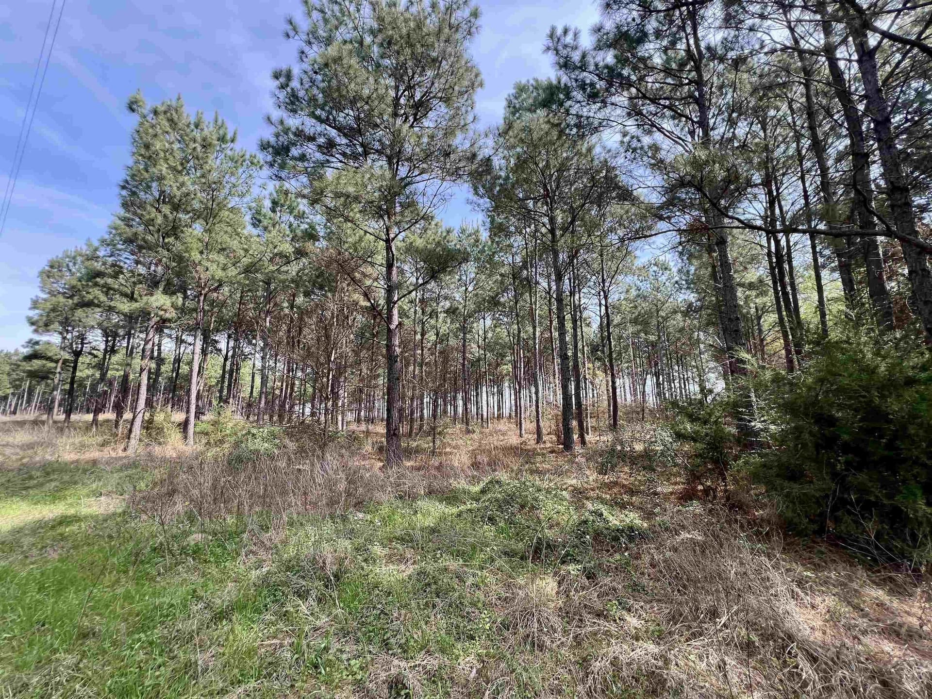 43.2 acres in Wood County gallery image 4