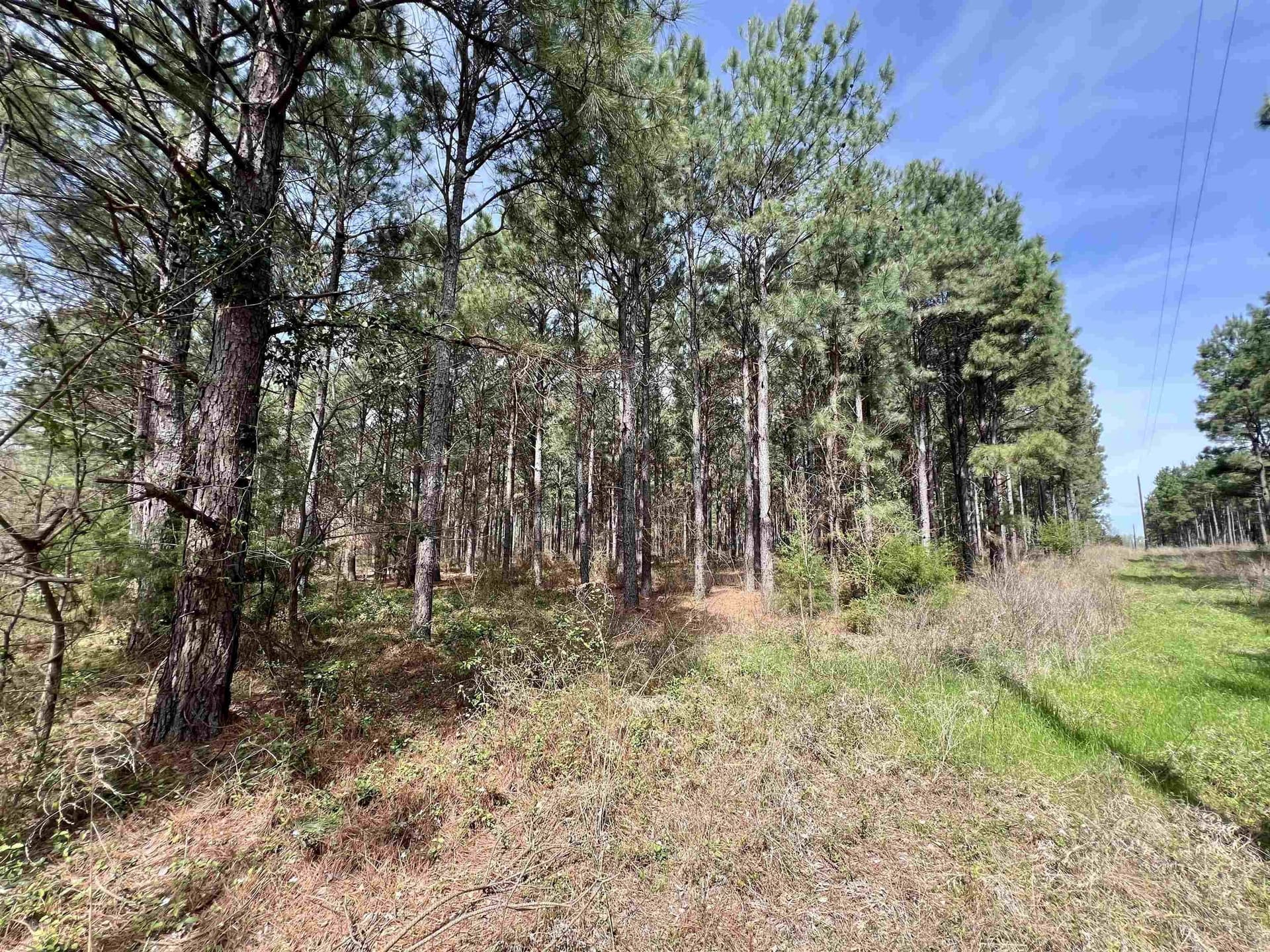 43.2 acres in Wood County gallery image 3