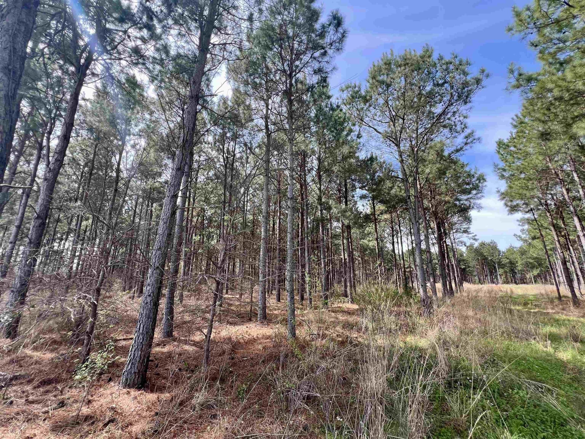 43.2 acres in Wood County gallery image 2