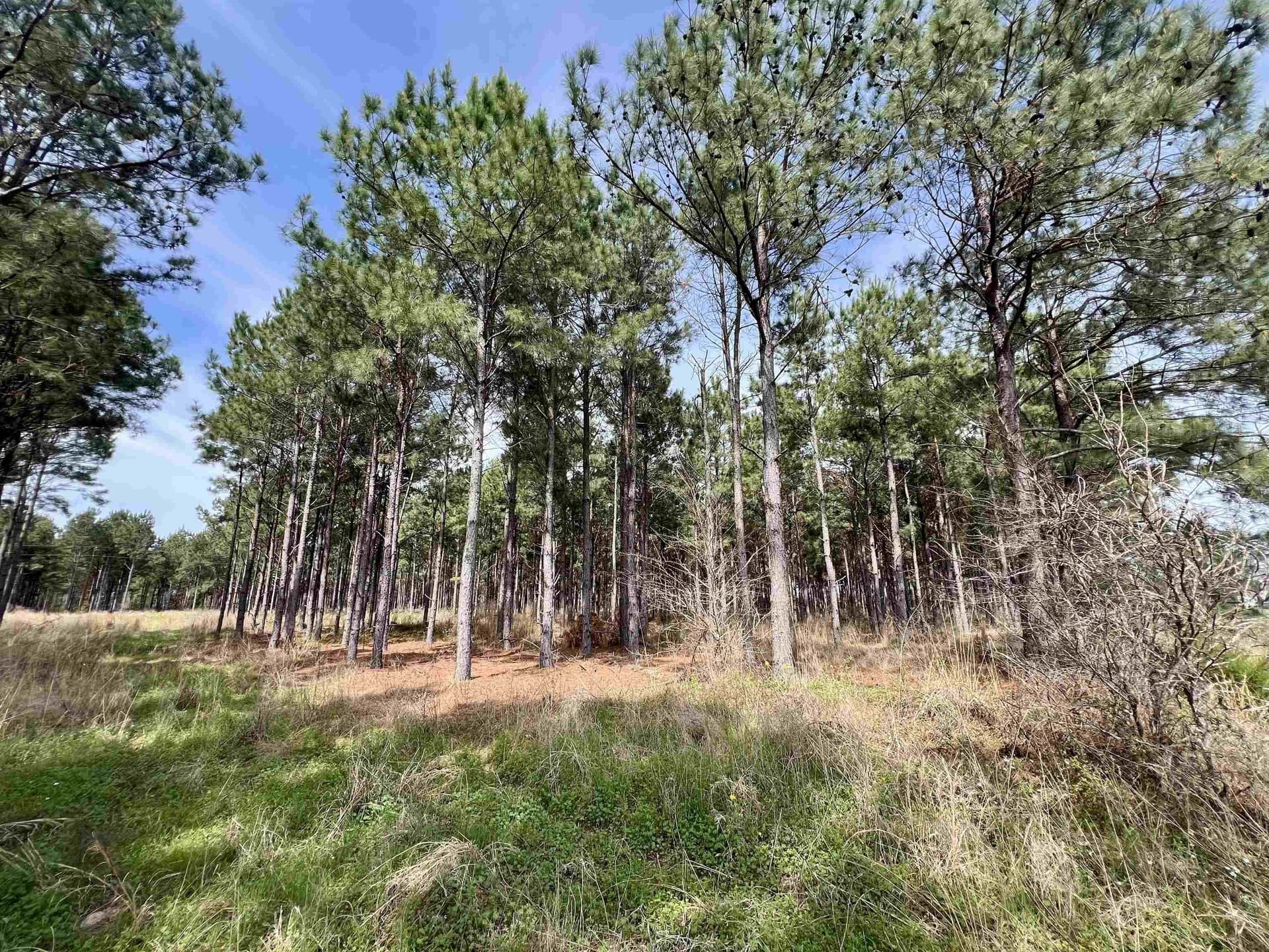 43.2 acres in Wood County featured view