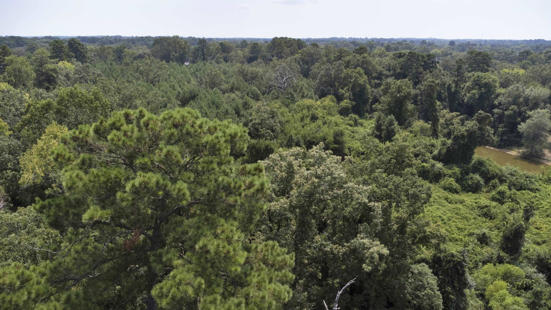 10.41 acres in Gregg County - photo 9