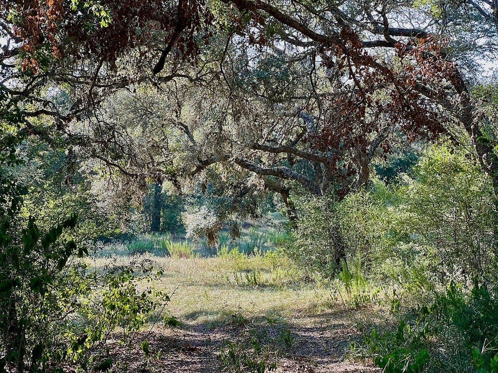 20 acres in Colorado County - photo 11
