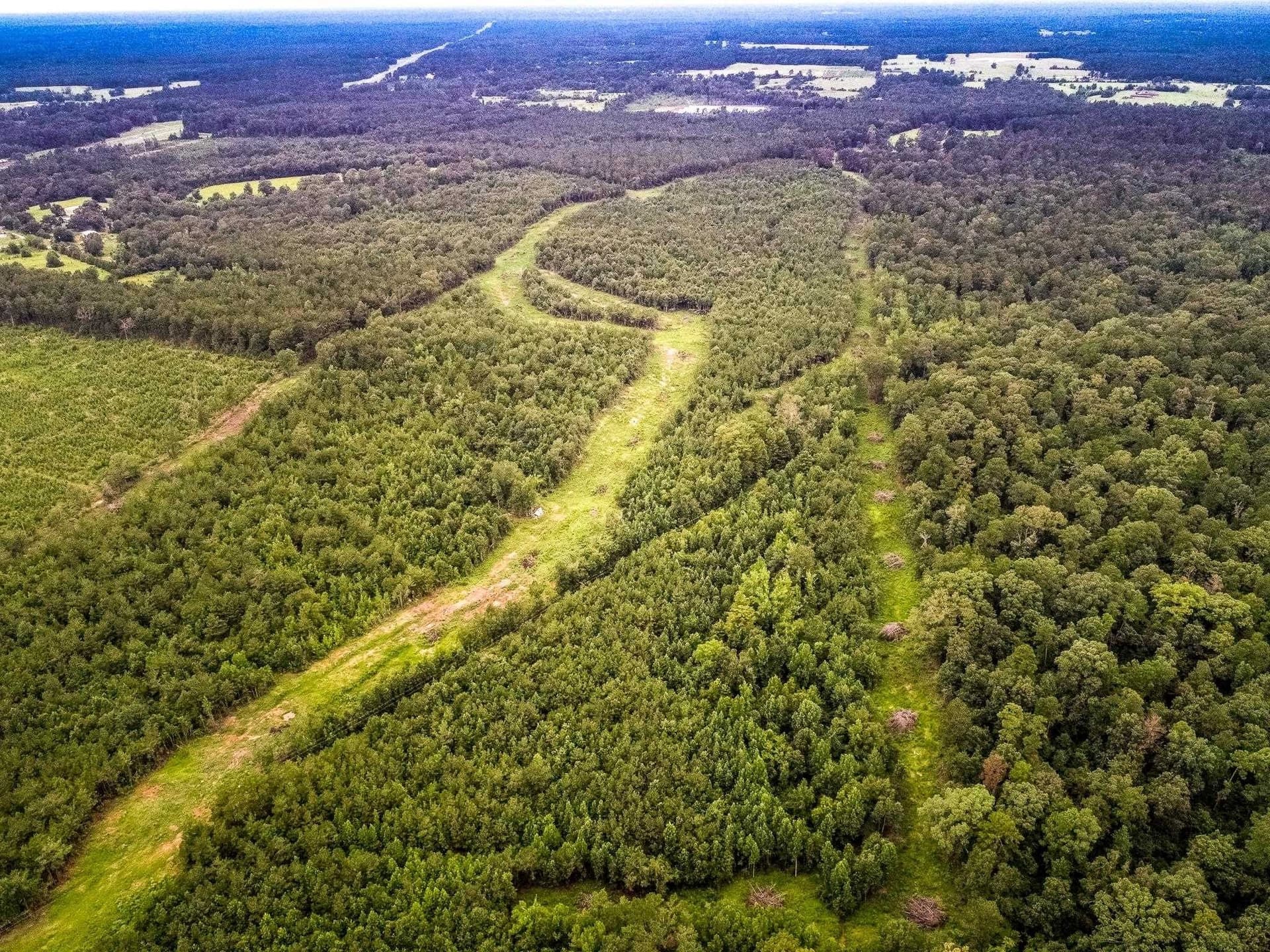 150.17 acres in Panola County gallery image 4