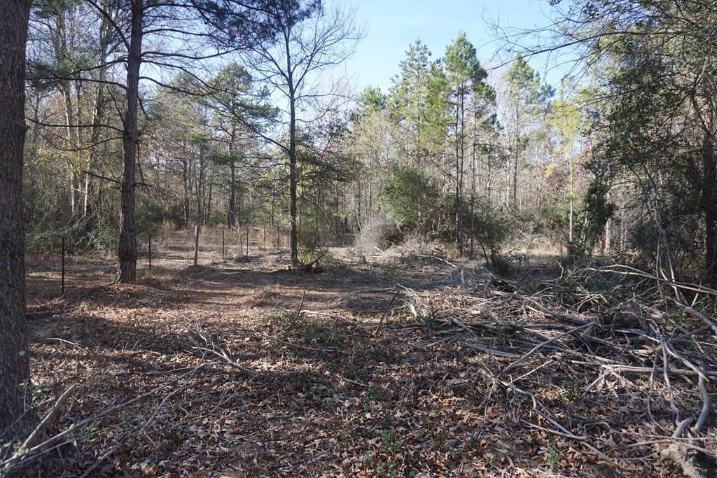 16.92 acres in LEON County - photo 8