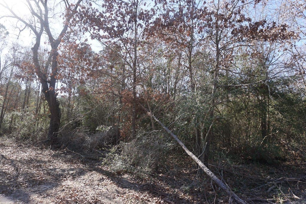 16.92 acres in LEON County - photo 7
