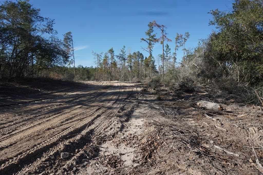 16.92 acres in LEON County gallery image 4