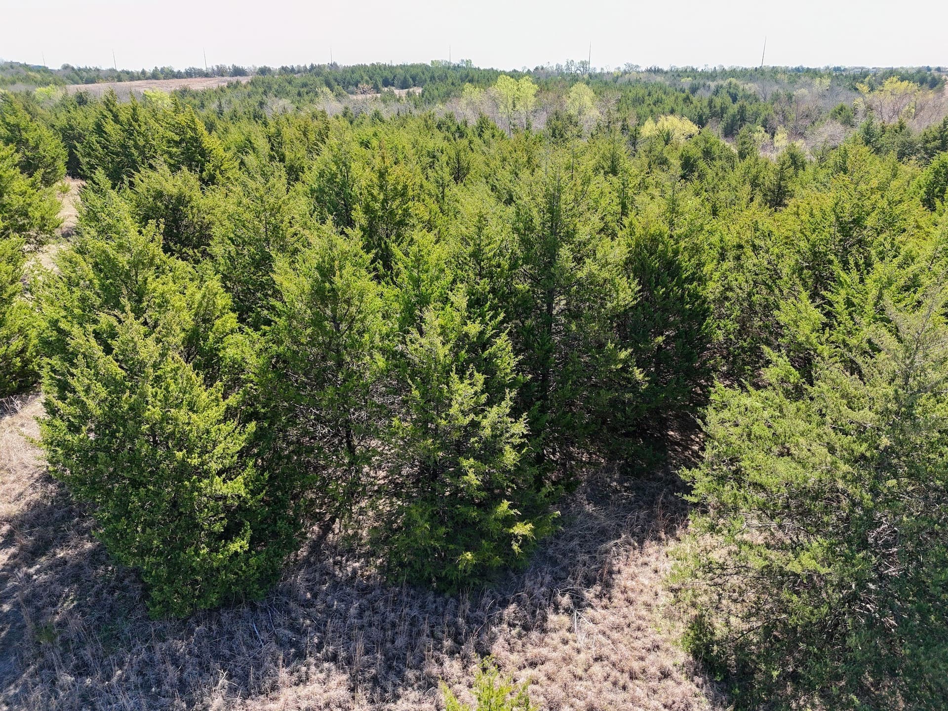 5.02 acres in Collin County gallery image 3