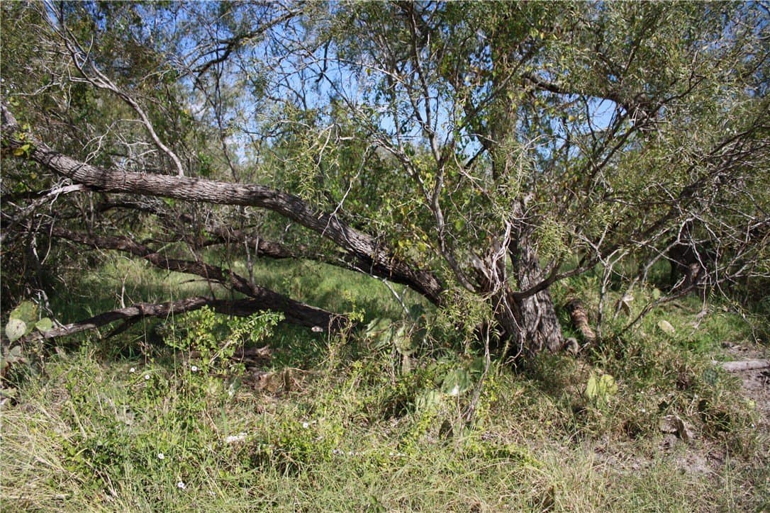 21 acres in San Patricio County