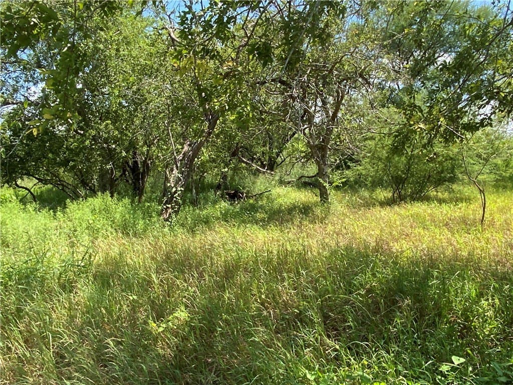 21 acres in San Patricio County gallery image 3