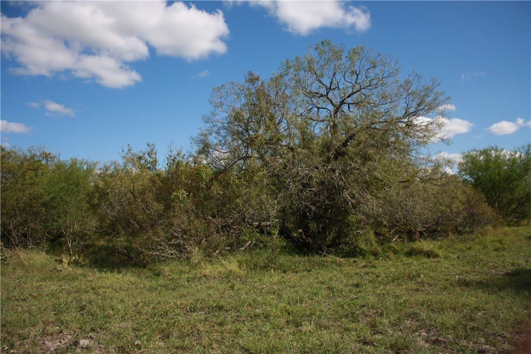21 acres in San Patricio County gallery image 4
