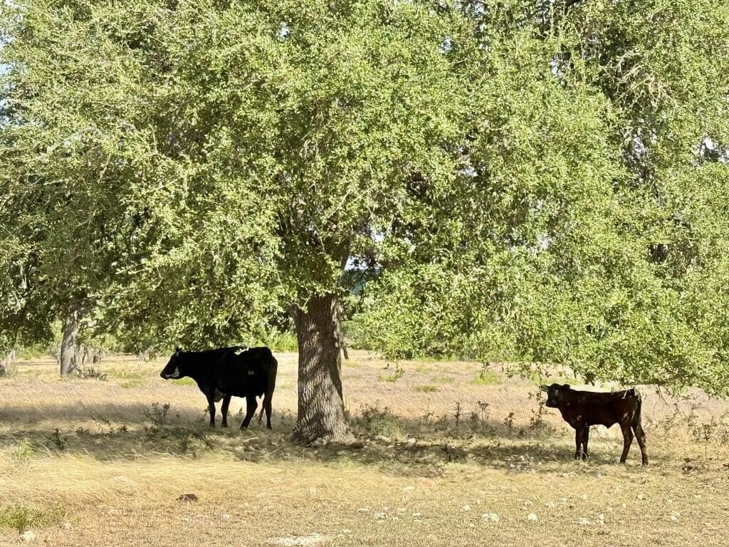 12.31 acres in Gillespie County - photo 17
