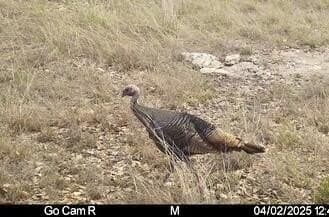 12.31 acres in Gillespie County - photo 10