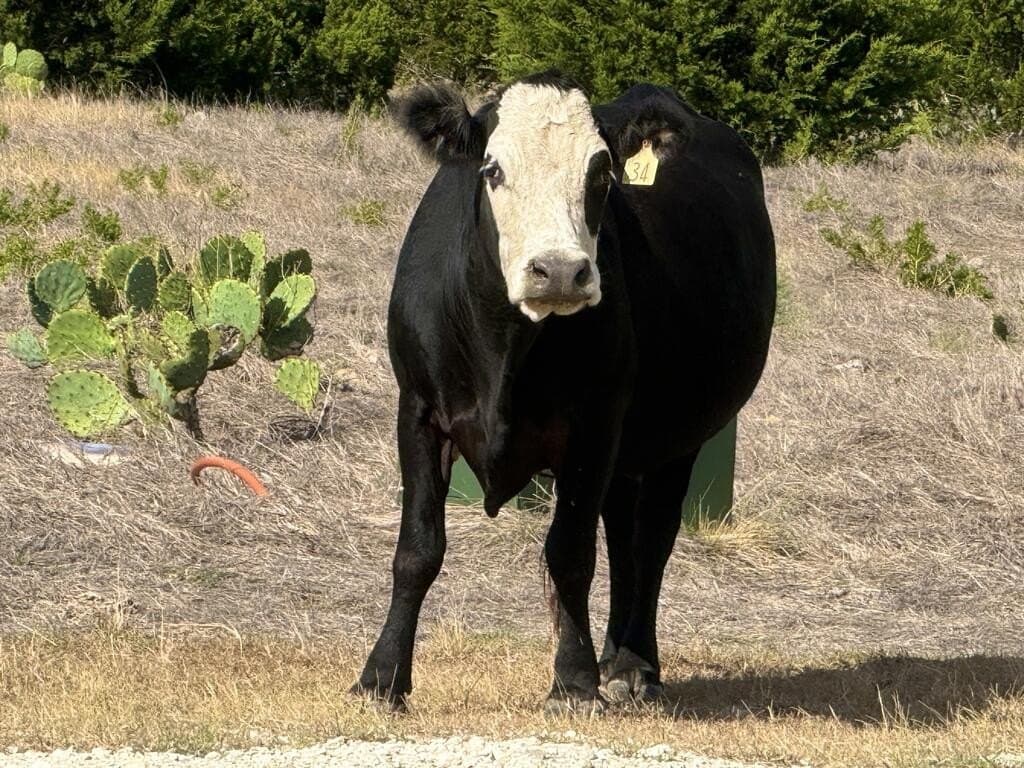 12.31 acres in Gillespie County - photo 18