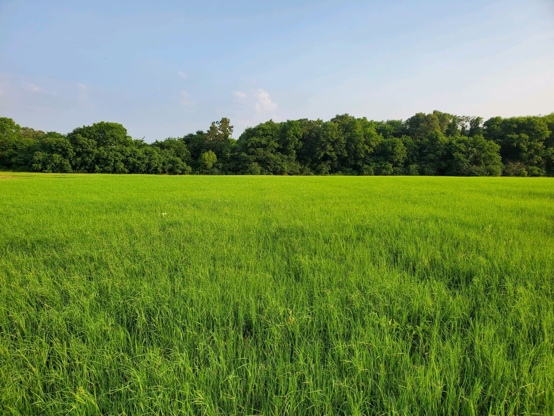 67 acres in Hopkins County - photo 7