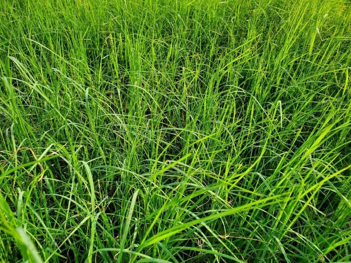 67 acres in Hopkins County - photo 10