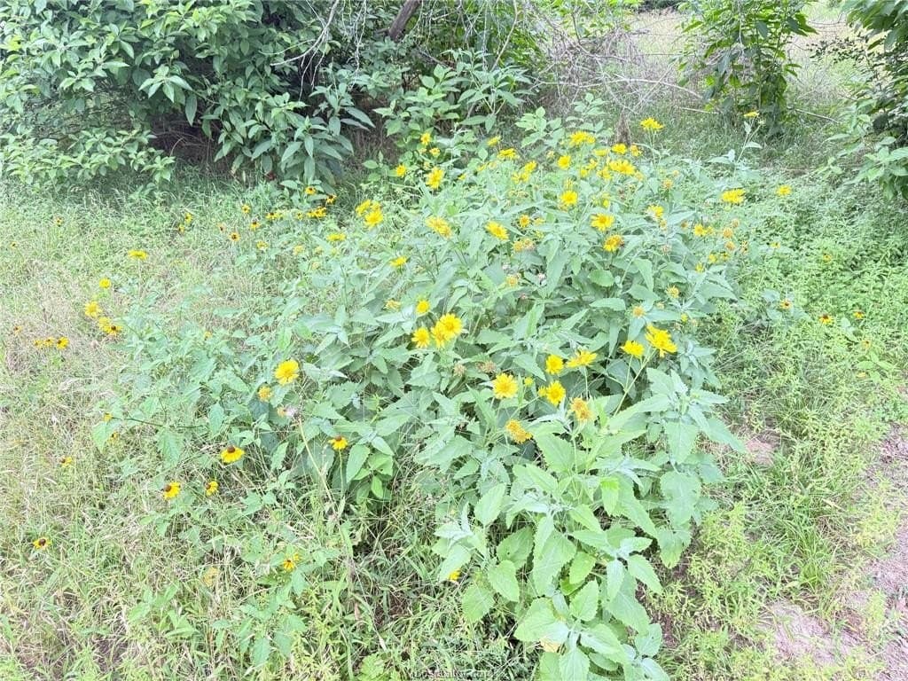5.14 acres in Brazos County - photo 27