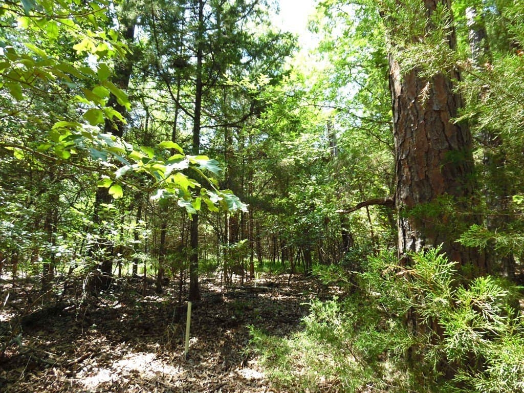 0.21 acres in Van Zandt County gallery image 2