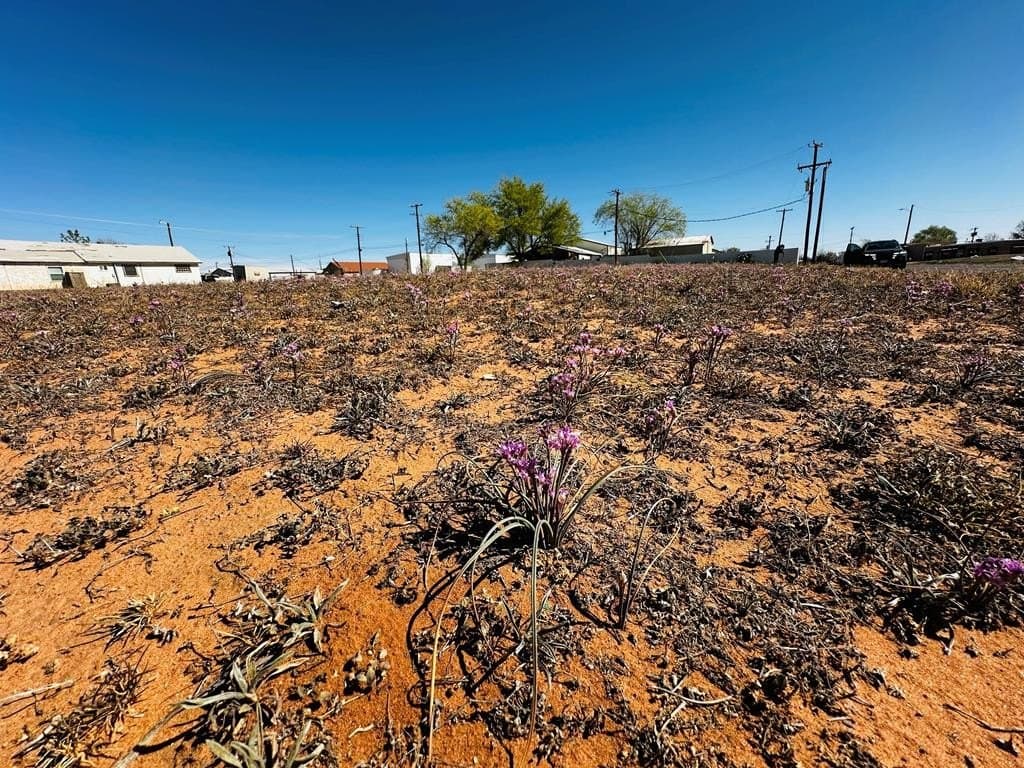 0.07 acres in Andrews County gallery image 4
