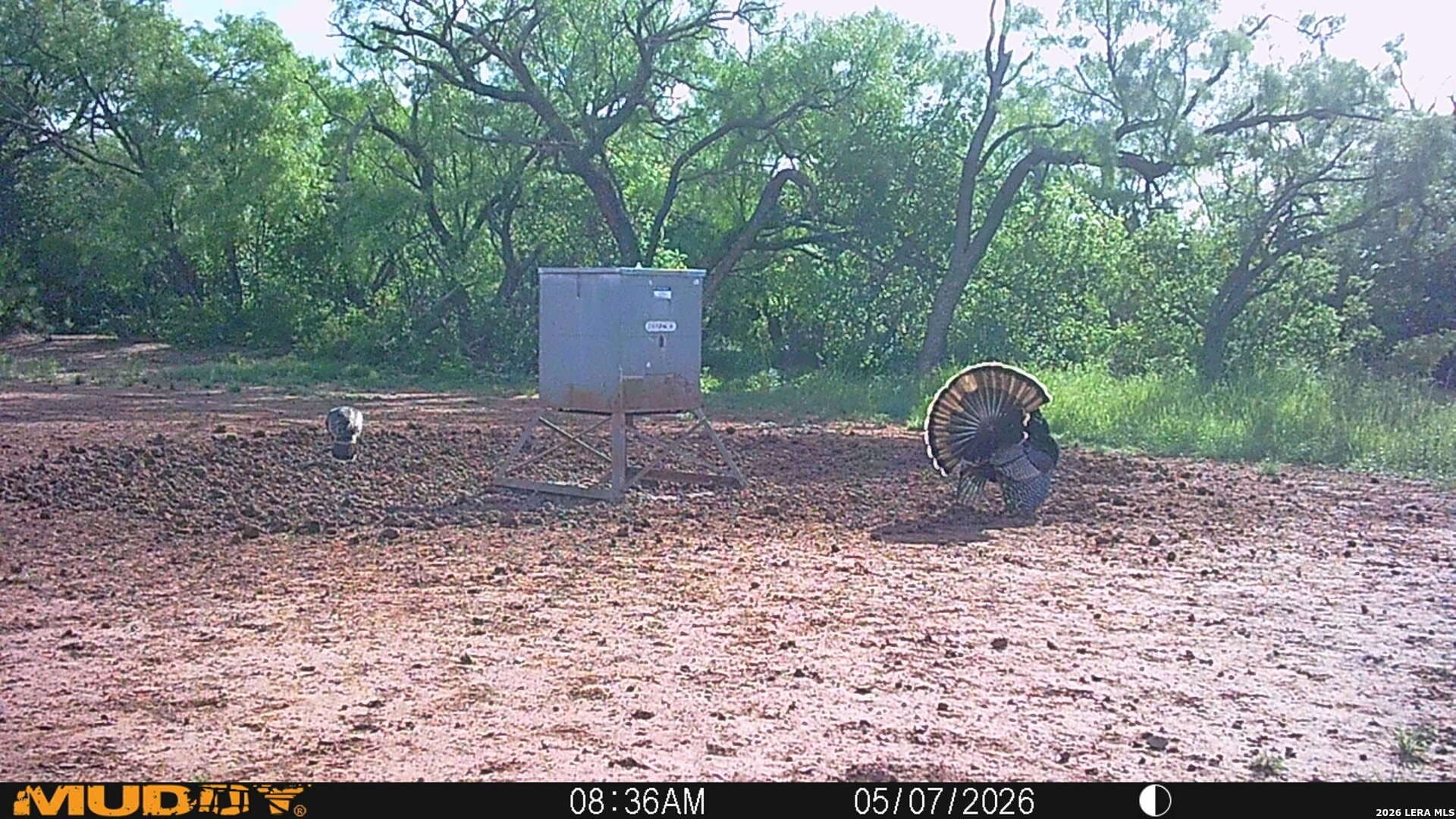 85.35 acres in Taylor County gallery image 3