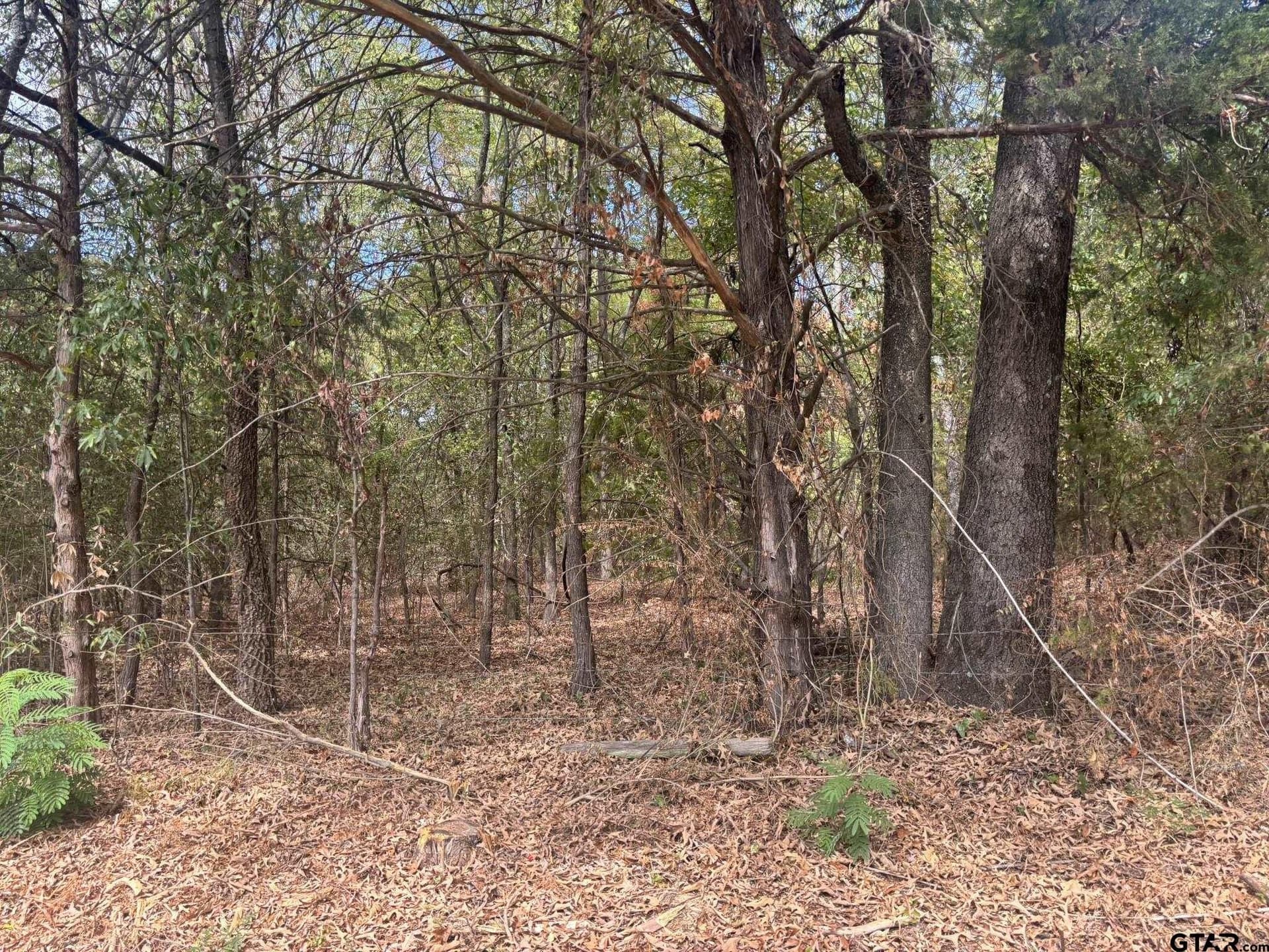 10 acres in Camp County - photo 4