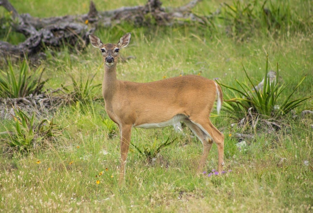 16.26 acres in Gillespie County - photo 39