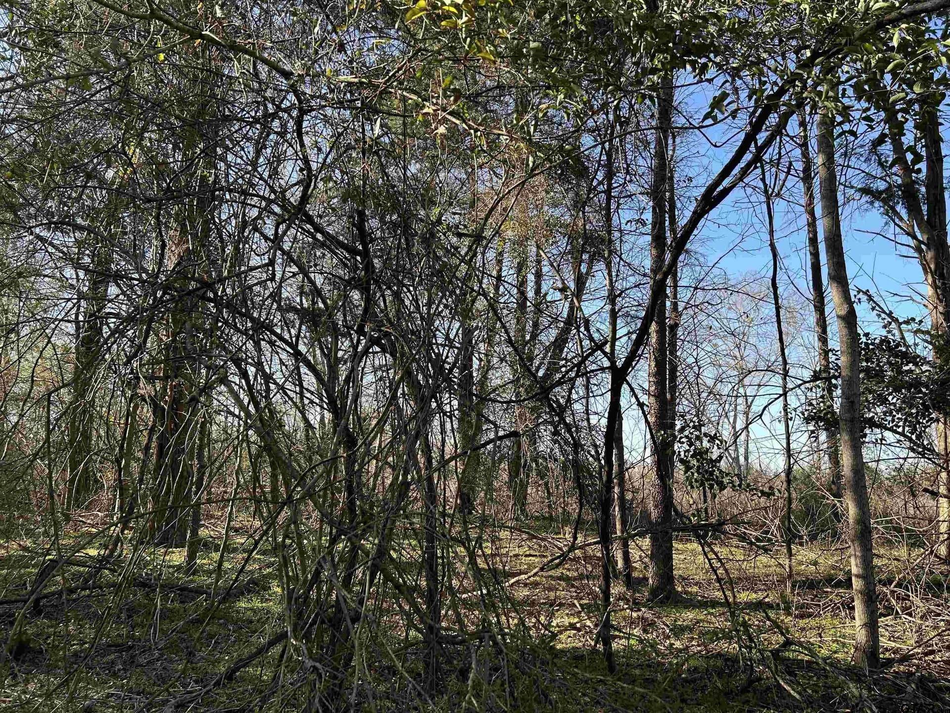 8.1 acres in Camp County - photo 13