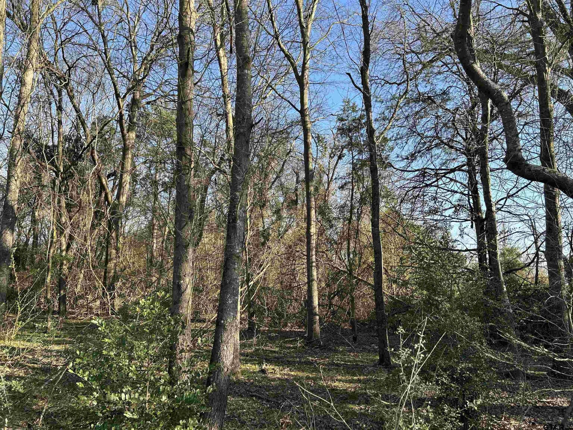 8.1 acres in Camp County - photo 6