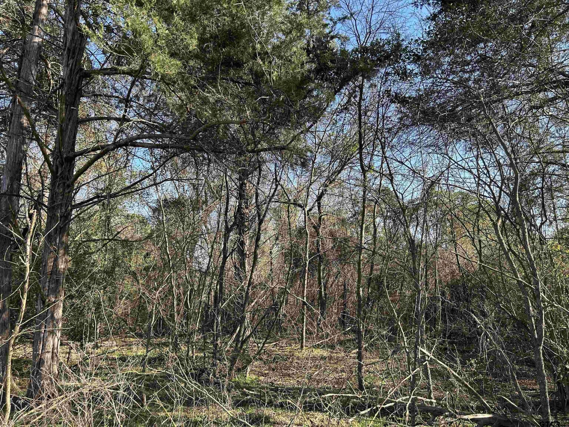 8.1 acres in Camp County - photo 11