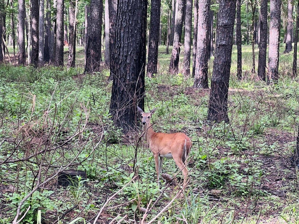 0.83 acres in Texas County - photo 14