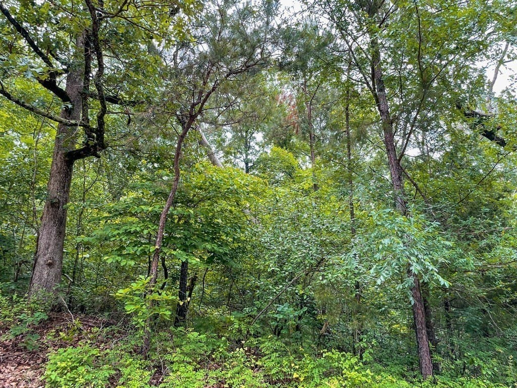 1.5 acres in ANDERSON County gallery image 3