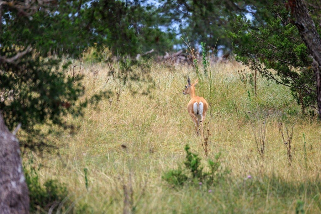 3.54 acres in Gillespie County - photo 11