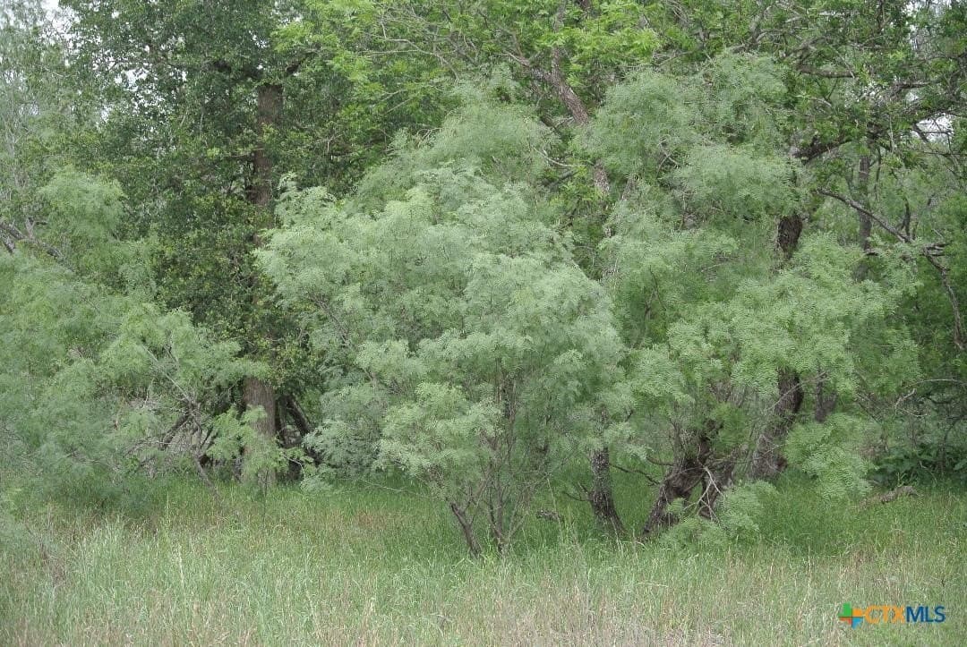 5 acres in Guadalupe County gallery image 3