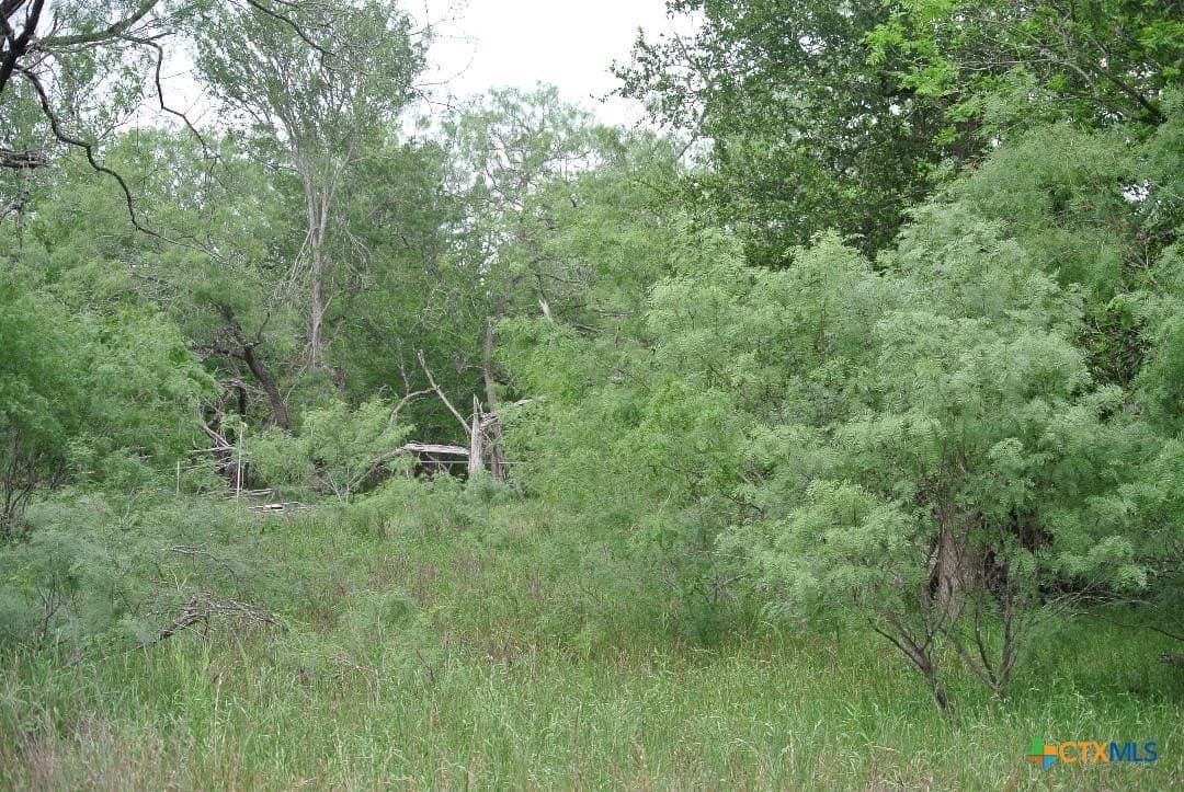 5 acres in Guadalupe County gallery image 4