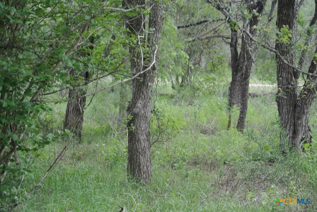 5 acres in Guadalupe County gallery image 2