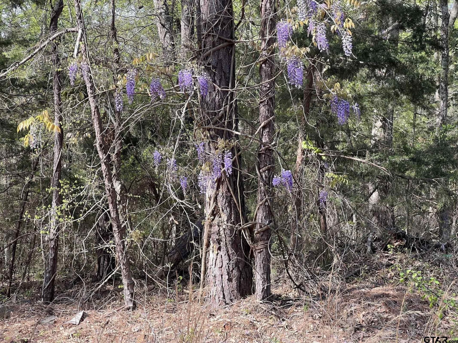 74.45 acres in Smith County - photo 9